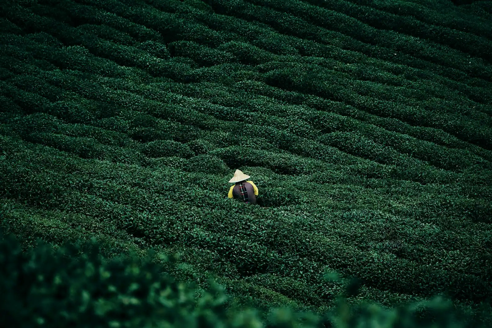 一片深绿的茶田里,有一个小小的采茶人